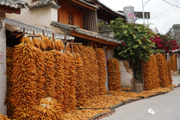 祥雲:鄉村人家的幸福底色 祥雲:鄉村人家的幸福底色
