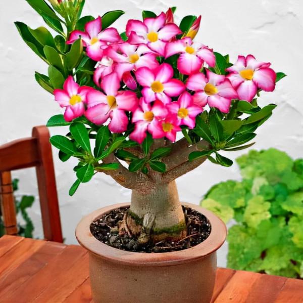 天冷後，需要“窮養”的六種花，水多易爛根，多曬愛生長