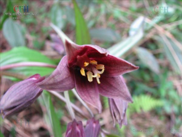 老話說“客廳養三竹，平安又富足”，不是迷信，是有科學依據的