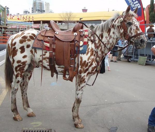 你見過斑點狗，但你見過斑點馬嗎