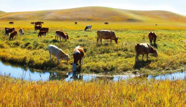 美麗的草原，我來了