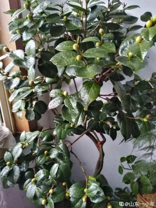 買花也要注意辨別“坑”,才能挑到好花,花開爆盆 買花也要注意辨別“坑”,才能挑到好花,花開爆盆