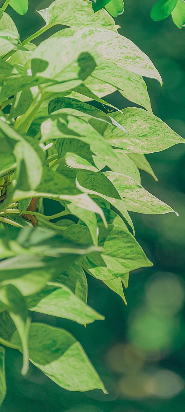高畫質、完美、無水印的養眼綠植桌布，只送給懂行的你