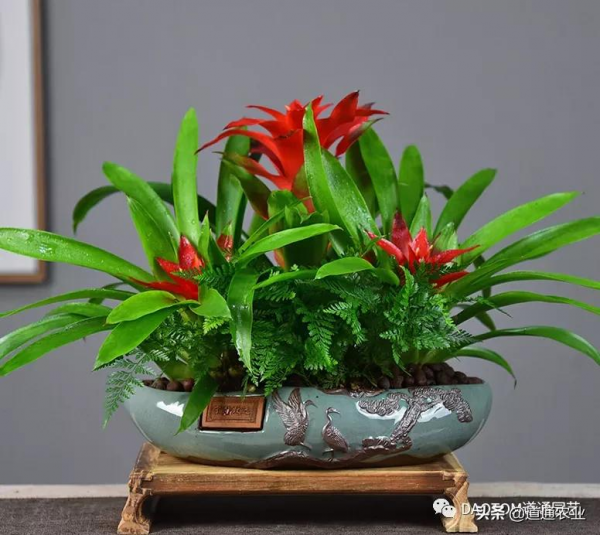 家裡養幾盆這些寓意好，養護容易的盆栽，讓家中招財又進寶