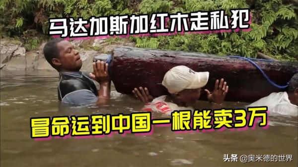 非洲唯一黃面板國家“馬達加斯加”的20個冷知識，你知道幾個？