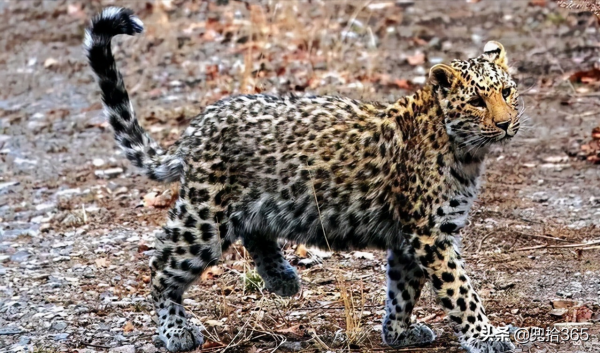 一野生動物在山西沁源罕見現身,頻繁攻擊家畜,誰也奈何不了它 一野生動物在山西沁源罕見現身,頻繁攻擊家畜,誰也奈何不了它