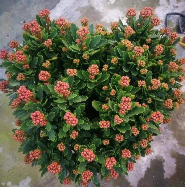 5種“壽星花”，最適合老人養，好看，好養，有益於身體健康