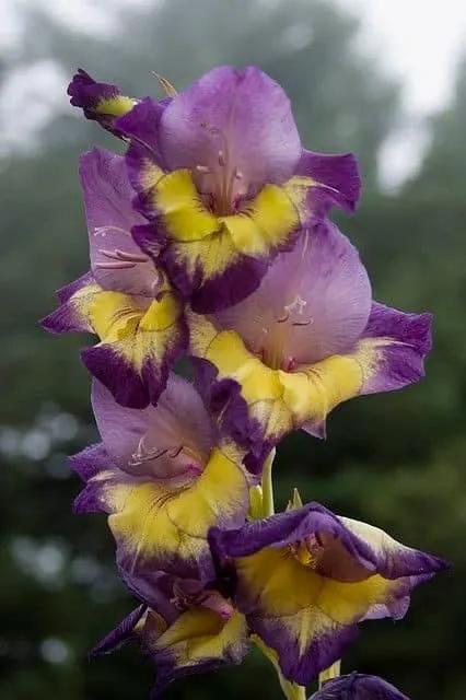 搖曳多姿的劍蘭 搖曳多姿的劍蘭