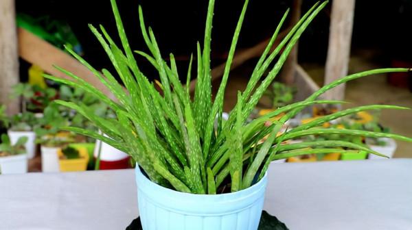 養花容易死，多因為不會澆水！常見的花卉澆水方式，快收好