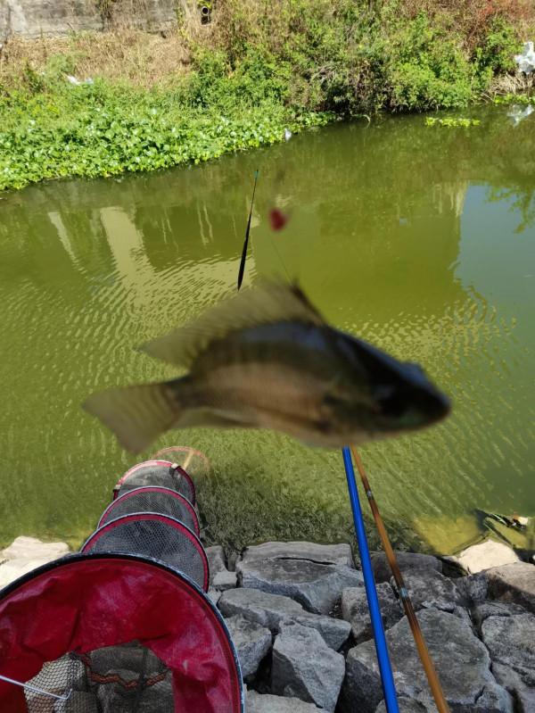 小小鯽魚竿竟能抗住2斤多泰鯪的強力衝擊