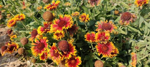 氣候，真的出現反常了嗎？