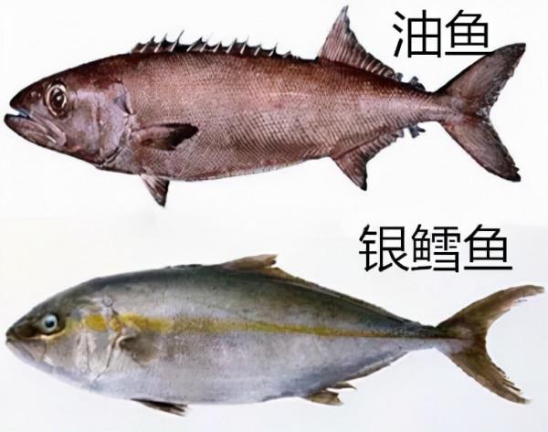 進入冬季,不管有錢沒錢,這5種海魚多給家人吃,營養豐富純天然 進入冬季,不管有錢沒錢,這5種海魚多給家人吃,營養豐富純天然