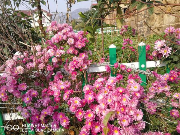 海上山晚秋——贈港校陳君、微友遠洋君