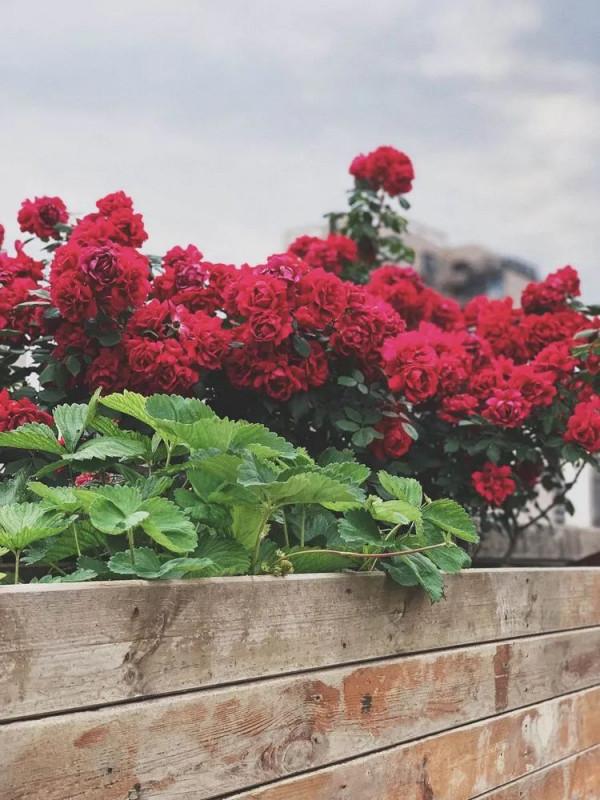 她改造的54㎡露臺花園，一個可在花叢中漫步的秘境，美不勝收