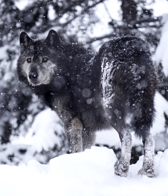 喜迎虎年！“大貓”老虎開心玩雪球：果然喵星人無誤