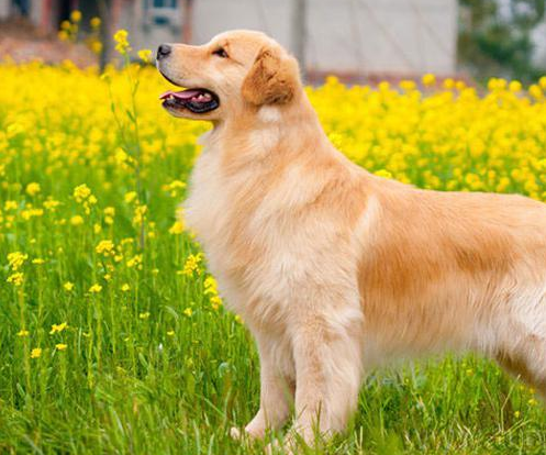 養公金毛犬的好處，一目瞭然