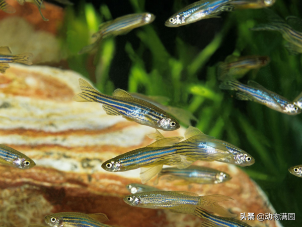 物種百科：斑馬魚