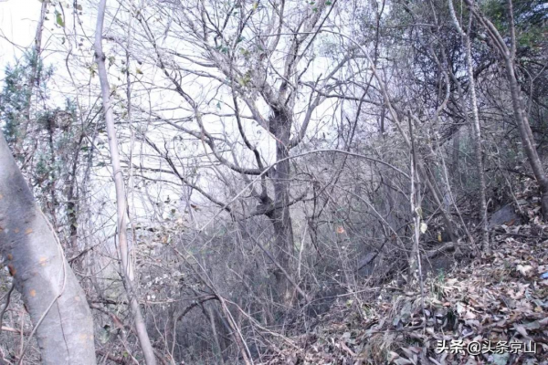 探訪京山楊集磨棋觀