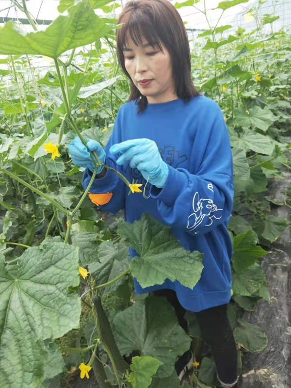 楊元桃:致富不忘返鄉帶領群眾一起飛 楊元桃:致富不忘返鄉帶領群眾一起飛