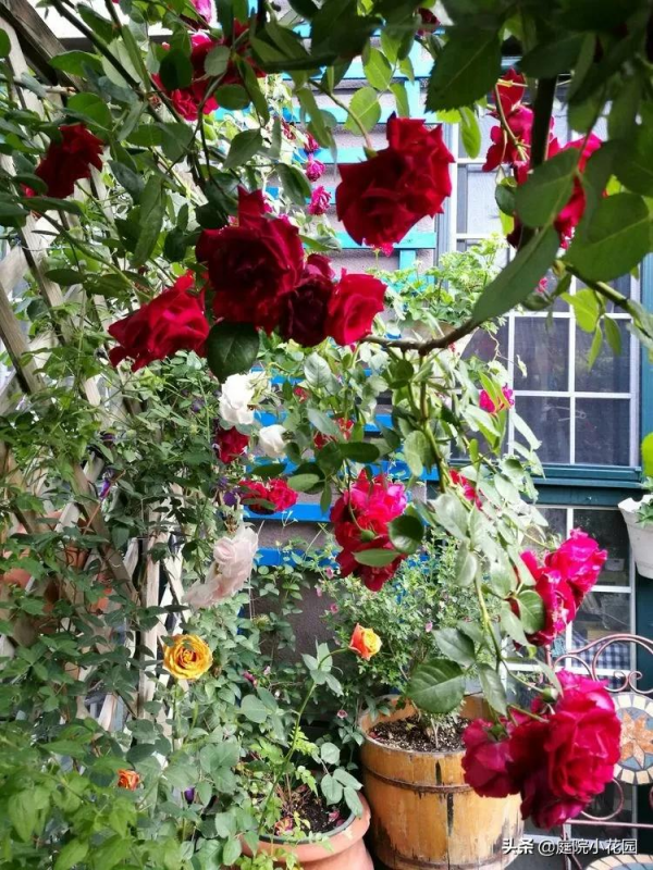 這樣的小院就是我夢想中的花園