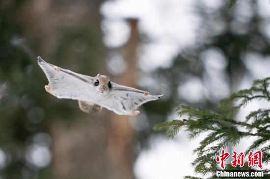 神奇動物在哪裡?反正不在魔法世界 神奇動物在哪裡?反正不在魔法世界