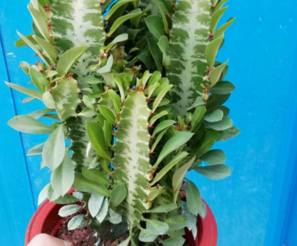 室內盆栽三角霸王鞭,可鎮宅辟邪,卻少有人知,均是被名字騙了 室內盆栽三角霸王鞭,可鎮宅辟邪,卻少有人知,均是被名字騙了