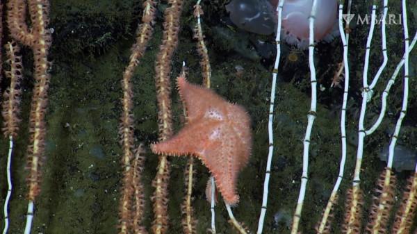 2021年拍攝到的珍稀深海生物 別樣又迷人