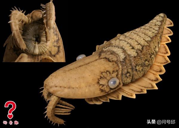 寒武紀生命大爆發有何依據？5.4億年前是節肢動物的繁盛時期