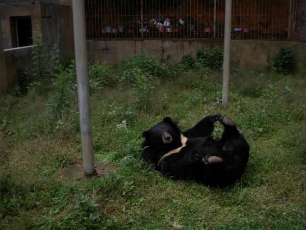 哀牢山動物收容所的“熊大”