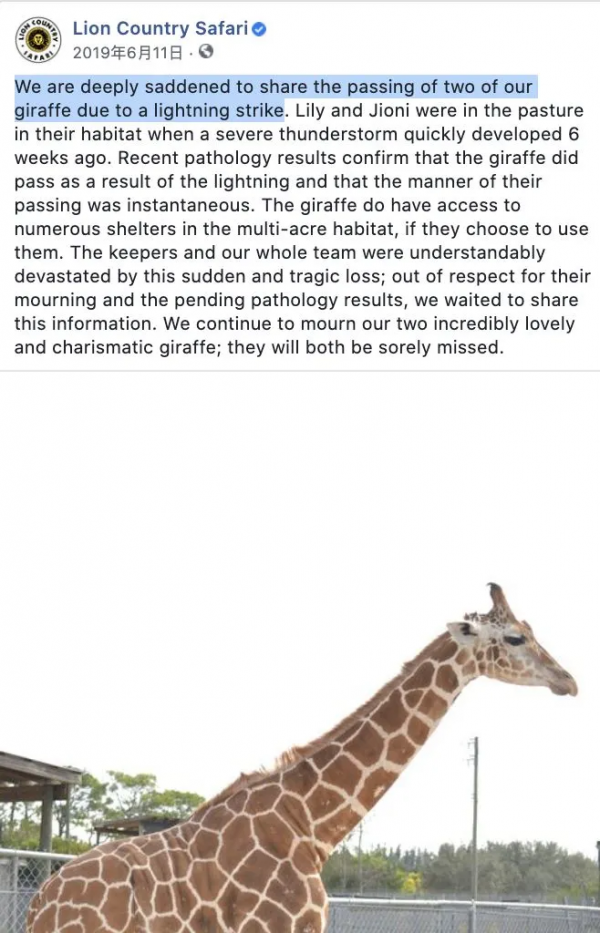 倒黴的考拉的一生:小時候吃屎,長大中毒 倒黴的考拉的一生:小時候吃屎,長大中毒