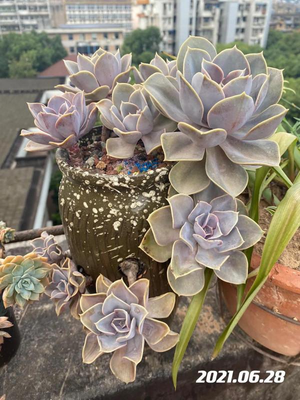 肉肉的輪迴：繁榮、美麗、衰敗、重生、逆襲