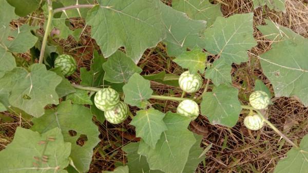 刺天茄農民見到就鋤除，用根煮水泡腳散瘀消腫，果子卻不能吃