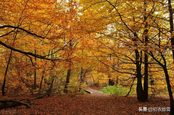 明麗落葉詩六首,葉落歸根,秋到任他林落葉,春來從你樹開花 明麗落葉詩六首,葉落歸根,秋到任他林落葉,春來從你樹開花