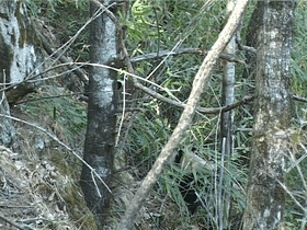 出沒於秦嶺的野生熊貓，是山中帶毛修行的真隱士