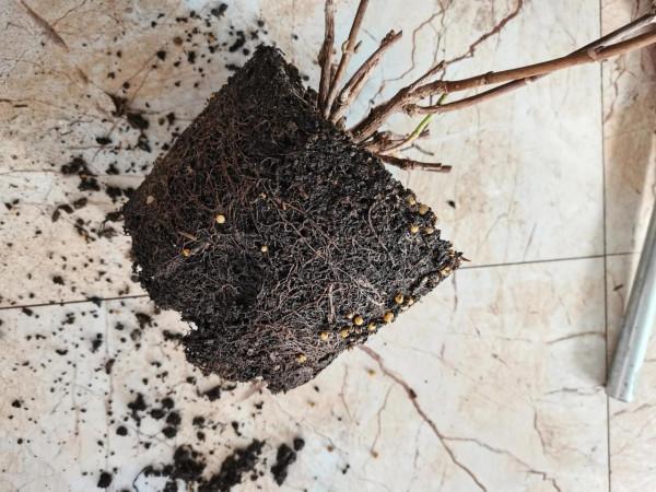 封閉陽臺養花記錄2