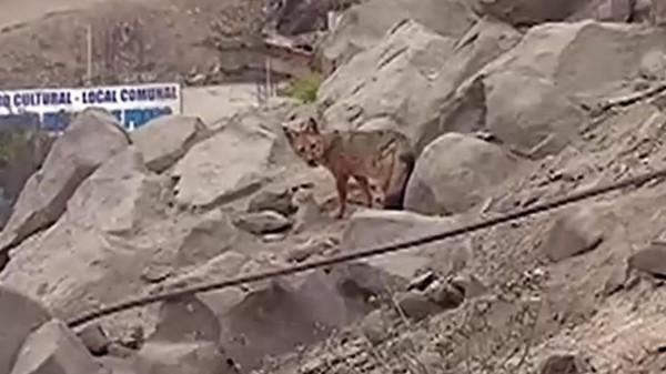 秘魯女子的寵物&quot;狗&quot;總獵殺鄰居家雞鴨，長大一看，這不是狐狸嗎？
