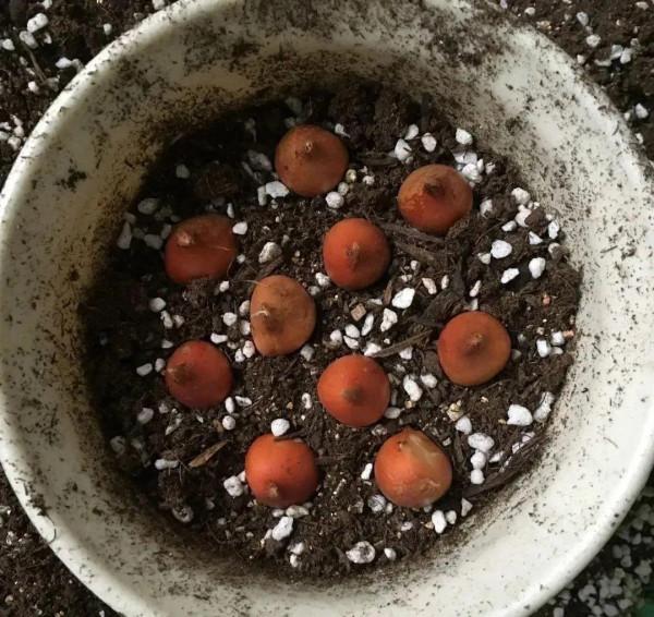 鬱金香就得小盆養，盆越小，花越多，明年照樣復花