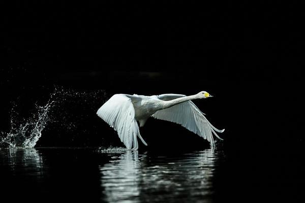 白白胖胖可愛呆萌的大天鵝