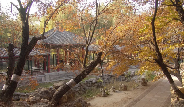 菊花、銀杏、垂柳、楓葉、黃櫨……快收藏市屬公園賞秋指南(附古詩) 菊花、銀杏、垂柳、楓葉、黃櫨……快收藏市屬公園賞秋指南(附古詩)