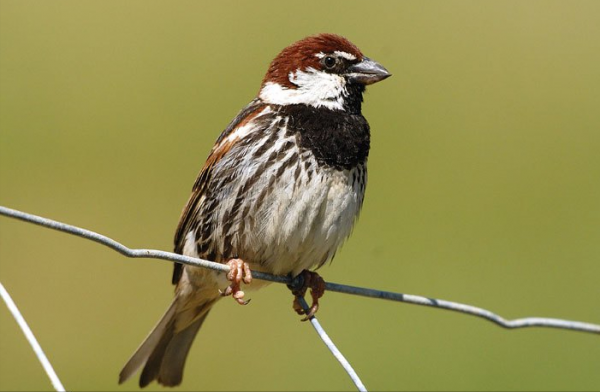 東江攬勝：天天相見不相識，國內五種常見麻雀你能分清嗎？