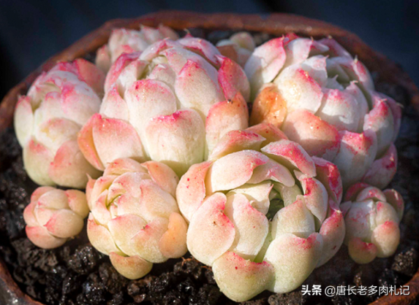 多肉沁心——多少肉友曾愛慕你的容顏，但誰又能承受歲月的變遷？