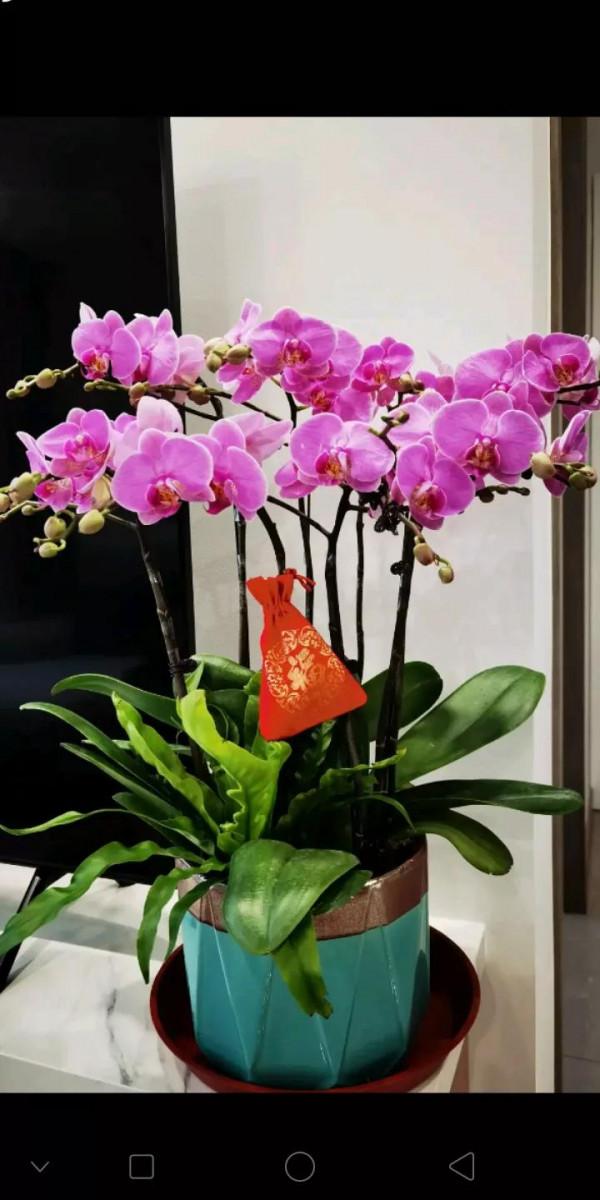 花是女人的魂，酒是男人的神