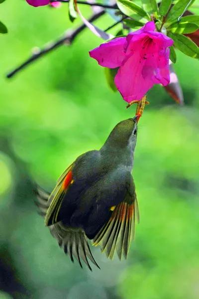 分享圖片，紅嘴相思鳥