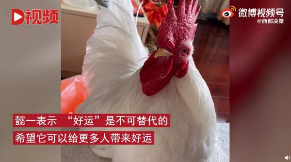 一隻陪主人走出抑鬱症的公雞：給它取名好運，帶我開啟新世界大門