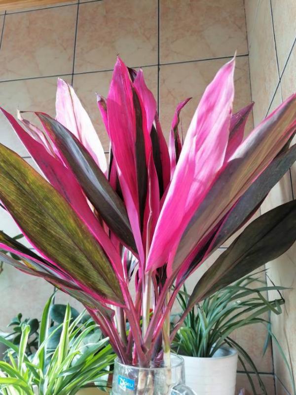 5種花葉子美得像油畫,擺在家裡像藝術品,但價格貴到難以接受 5種花葉子美得像油畫,擺在家裡像藝術品,但價格貴到難以接受