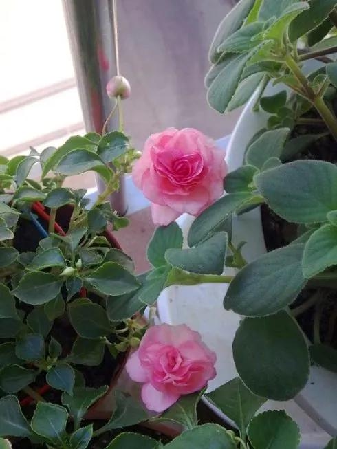 分享圖片，重瓣鳳仙花