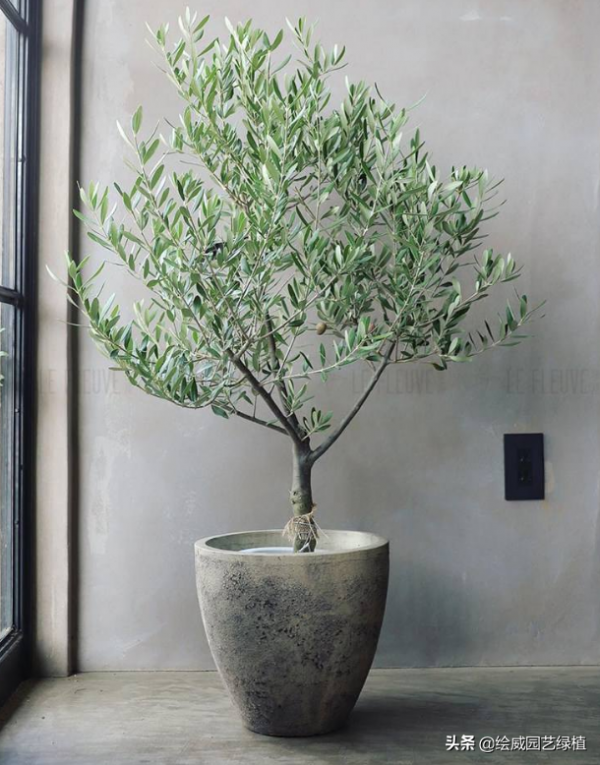 這幾種大型植物擺在家裡，高檔雅緻，朋友都恨不得搬回家