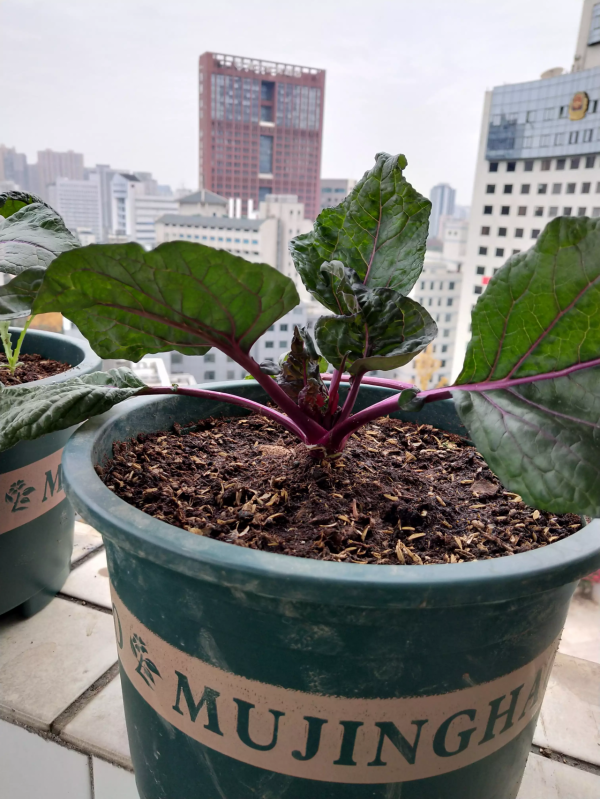 陽臺種菜的樂趣