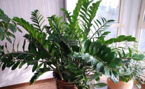 金錢樹不愛長新芽，掌握“3個要點”，小芽一個接一個