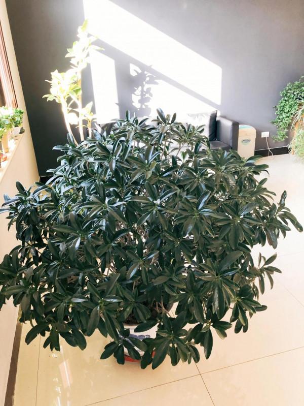 我家的花～剛剛換盆，還在緩秧期間。 圖片全部自拍